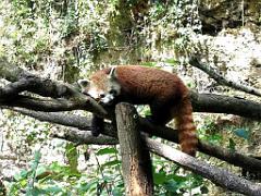 149 BIO PARC DE DOUE LA FONTAINE 4- 2016_000022